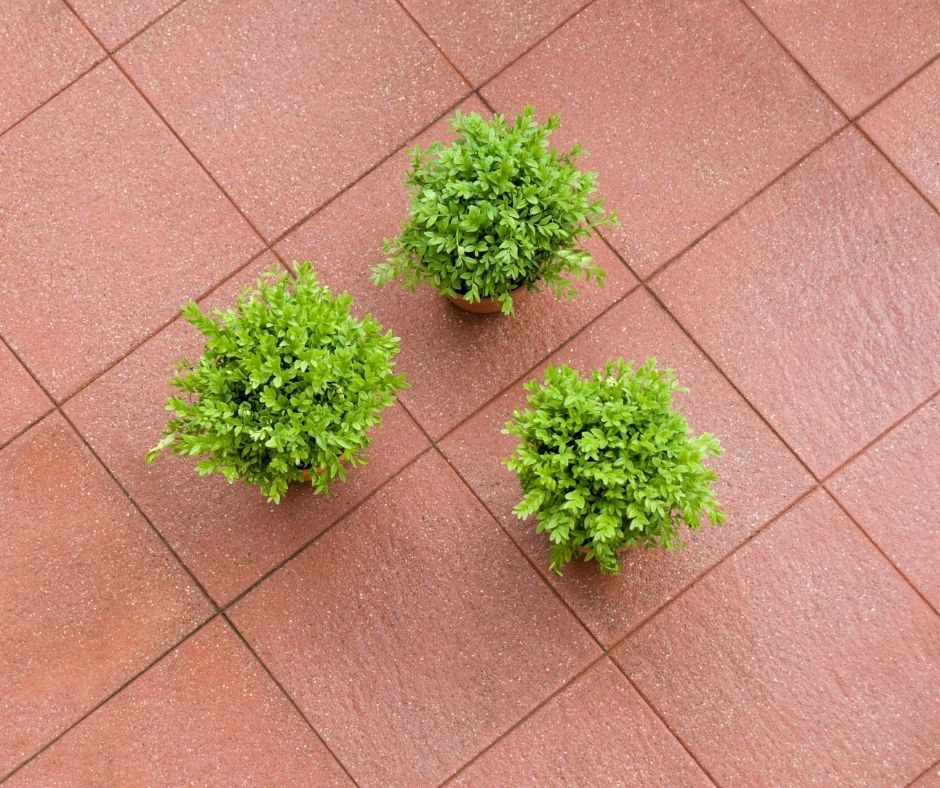 How To Make A Boxwood Tree