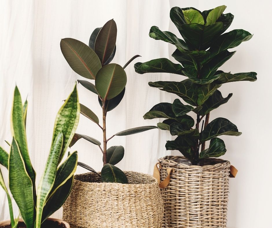 How To Make A Fiddle Leaf Fig Branch Out