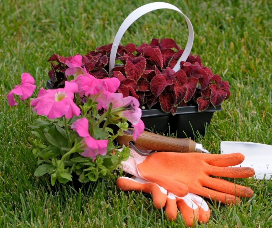 How To Plant Annuals In The Ground