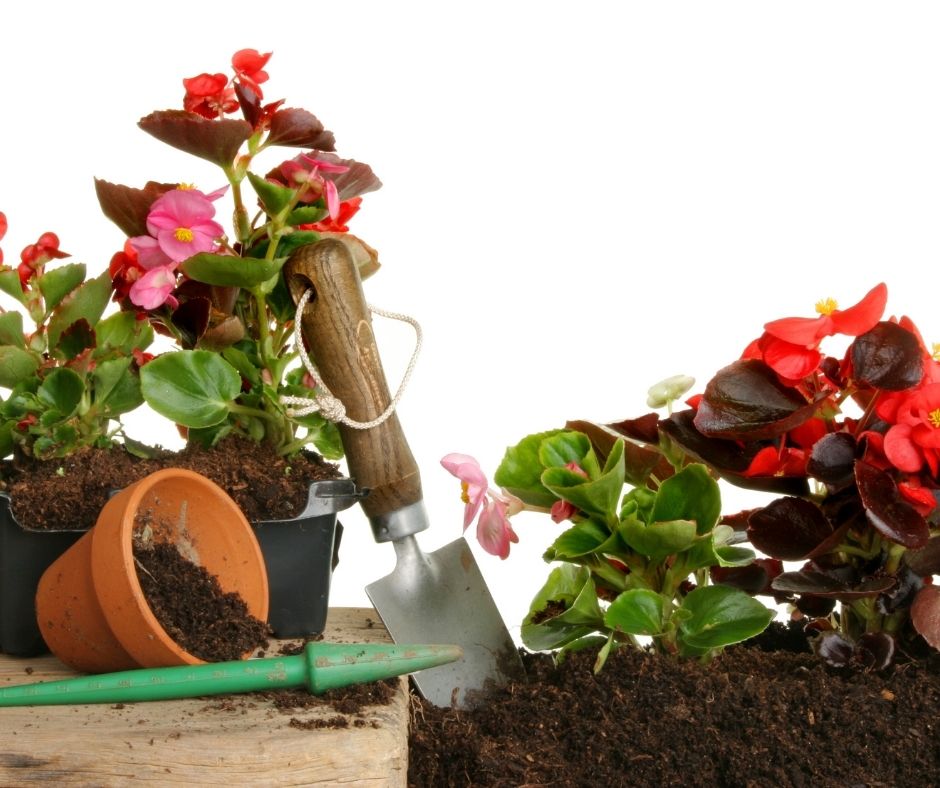 How To Plant Begonia Seeds