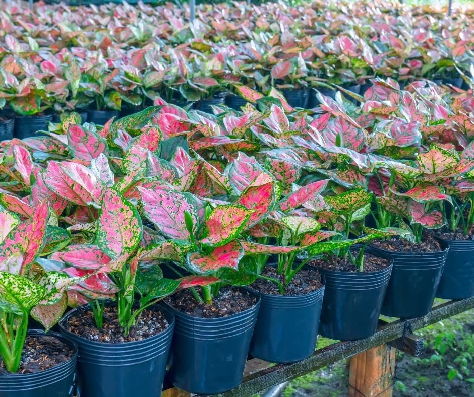 How To Plant Caladiums