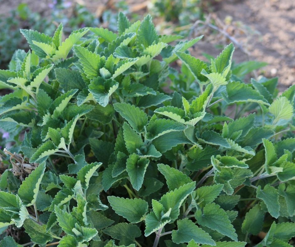 How To Propagate Catnip