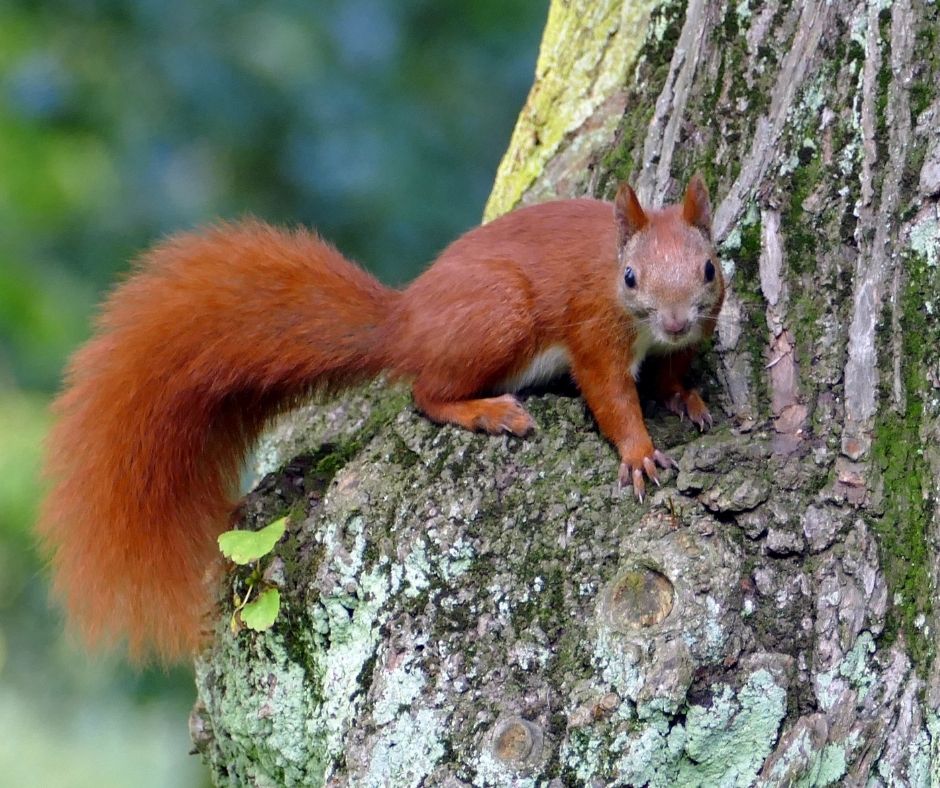 How To Protect Fruit Trees From Birds And Squirrels