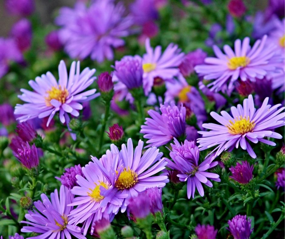 How To Prune Asters