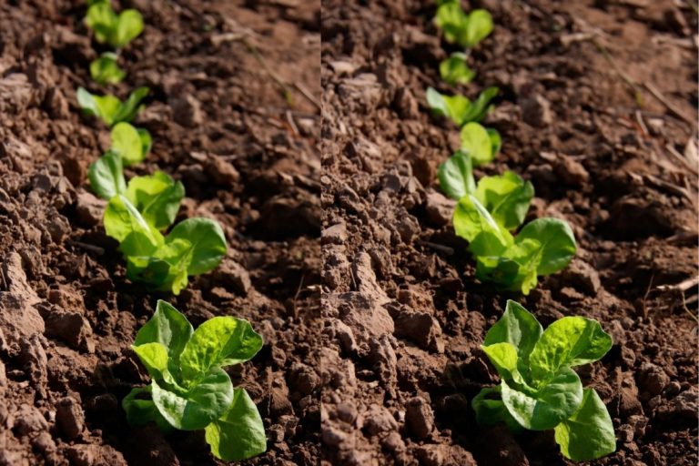 how-far-apart-do-you-plant-lettuce-grower-today