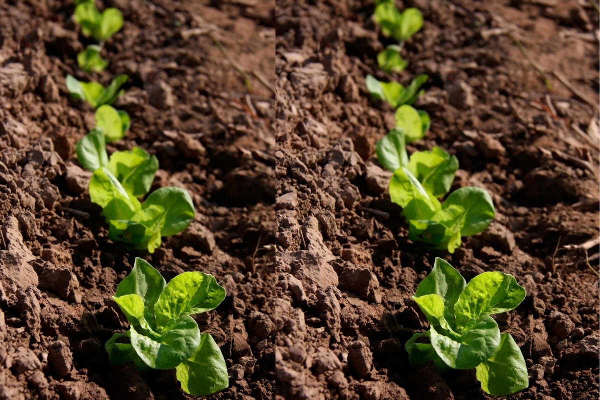 How Far Apart Do You Plant Lettuce Grower Today