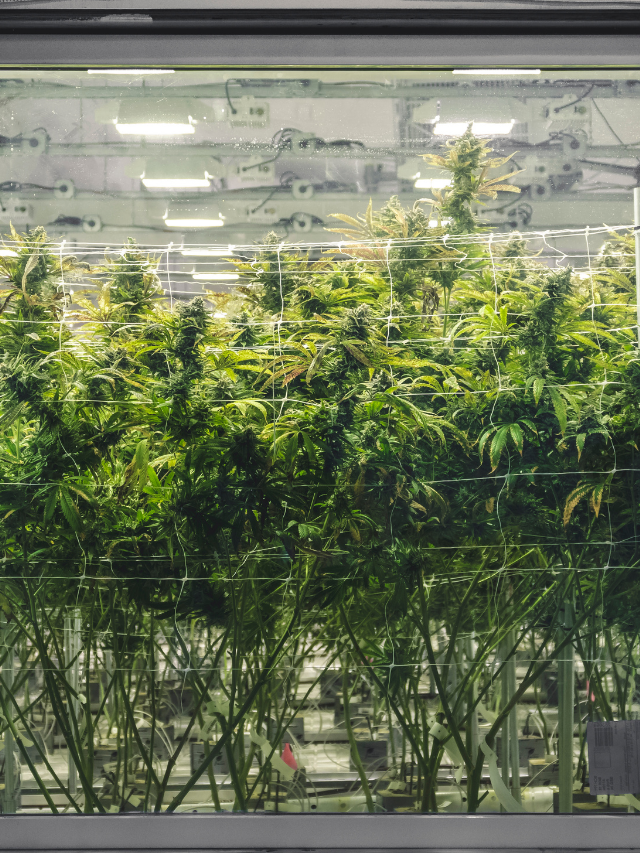 Light Calculator For Grow Room