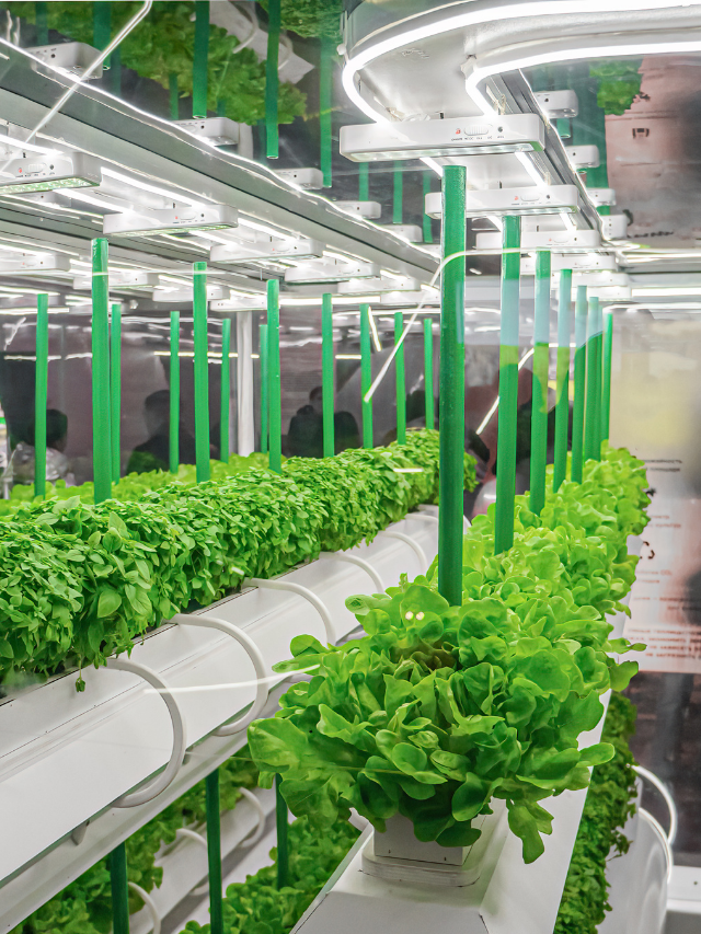 Number Of T5 Lights Required For Growing Veg?