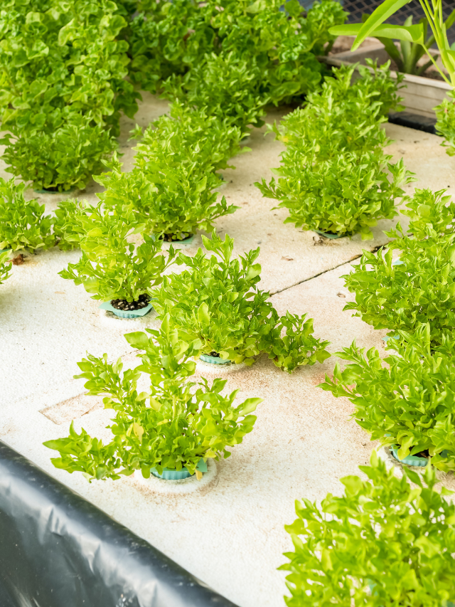 Nutrients In Aquaponic