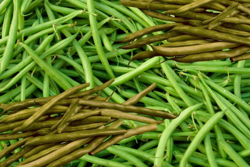 brown-spots-on-green-beans-top-tips-on-why-grower-today