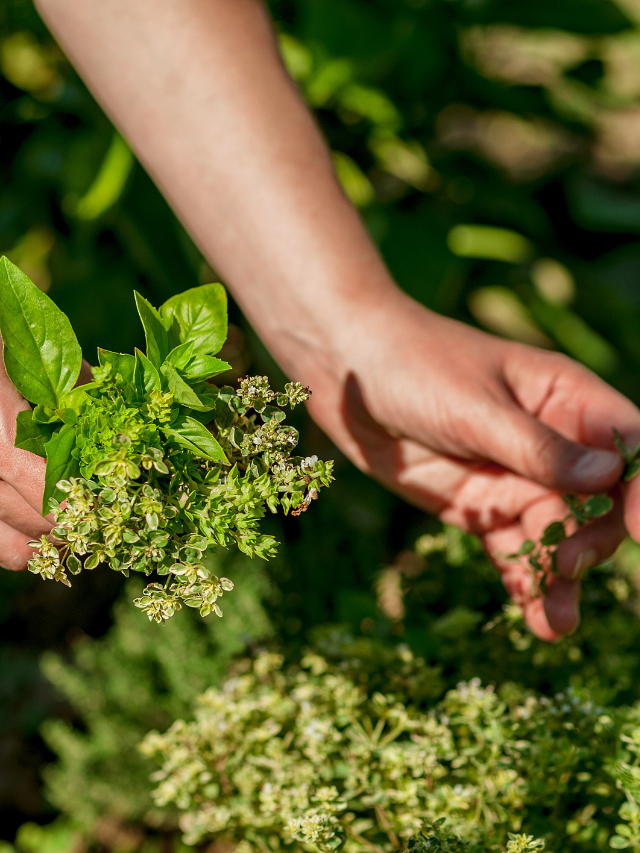 Things To Look Out For When Picking Basil