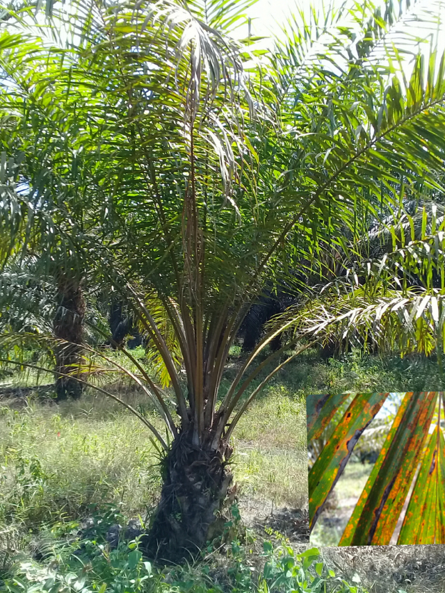 What To Do If Your Plants Have Too Much Potassium