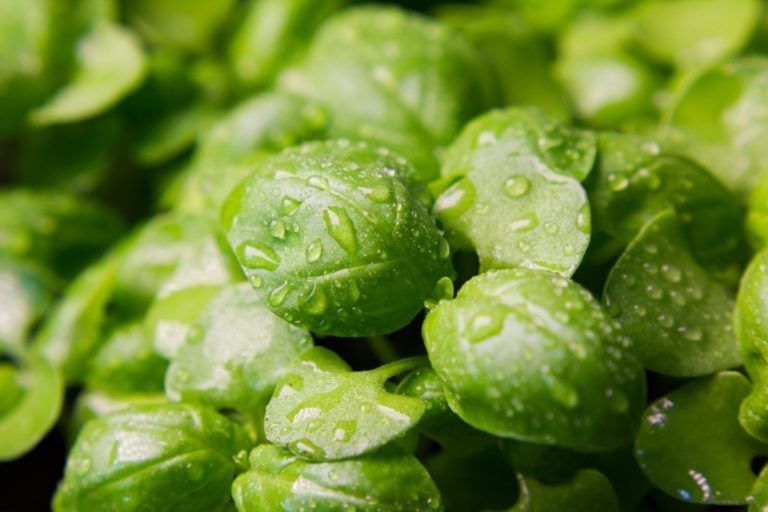 What You Need To Know About Basil Growing Temperature - 🌱 Grower Today