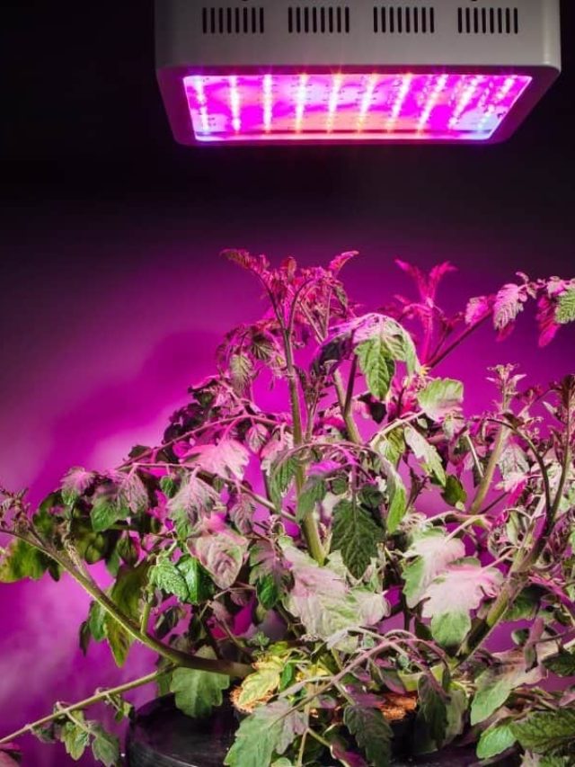 What Is The Light Coverage For An Led Grow Light? - Grower Today