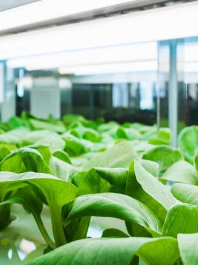 cropped-Growing-With-T8-Fluorescent-Lights-1.jpg