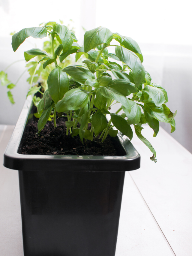 How Big Should A Smart Pot Be For Indoor Growing?