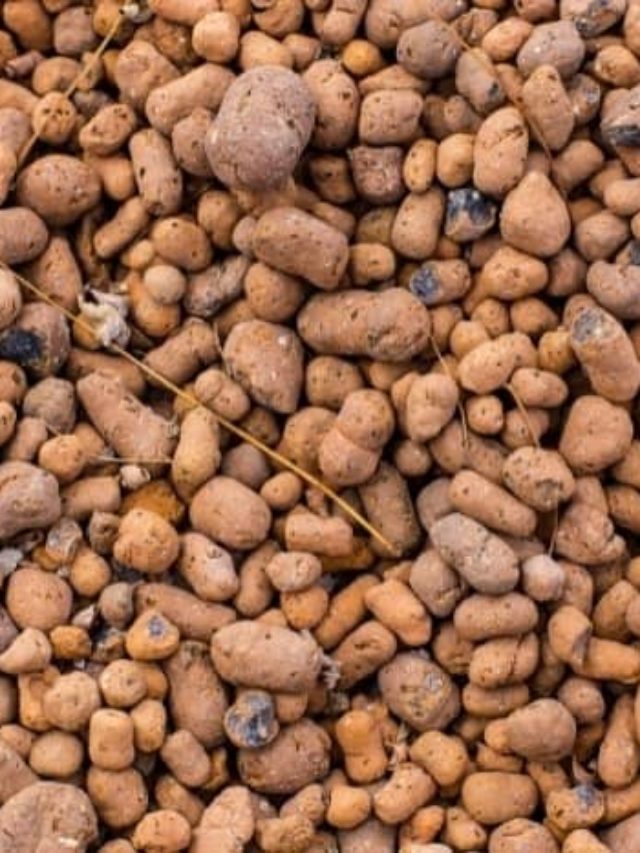 A Guide To Using Hydroton Clay Pebbles Grower Today