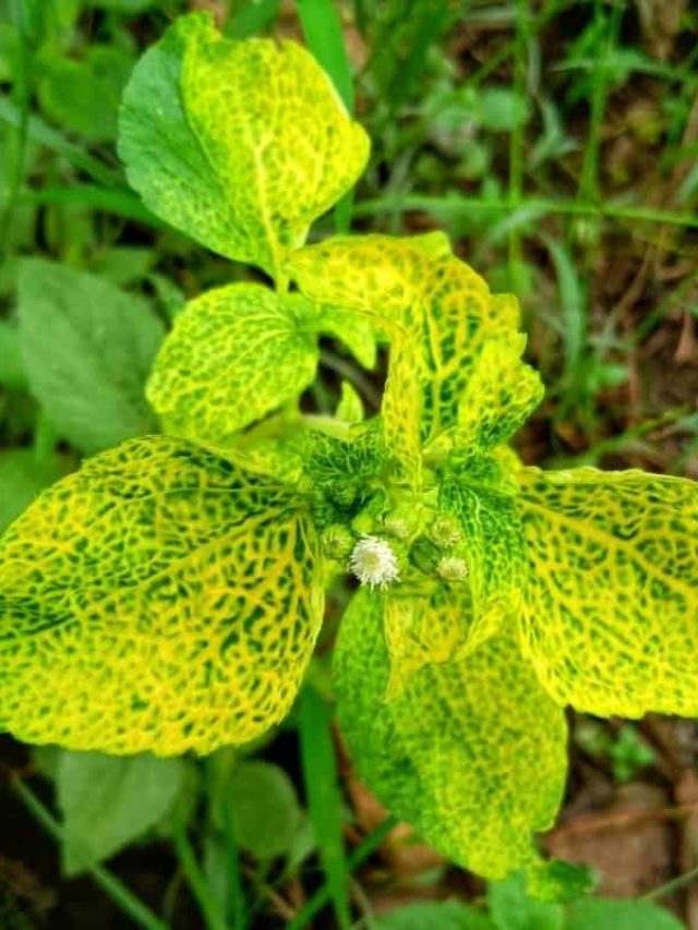 cropped-Yellowing-Leaves-During-Flowering-Stage.jpg