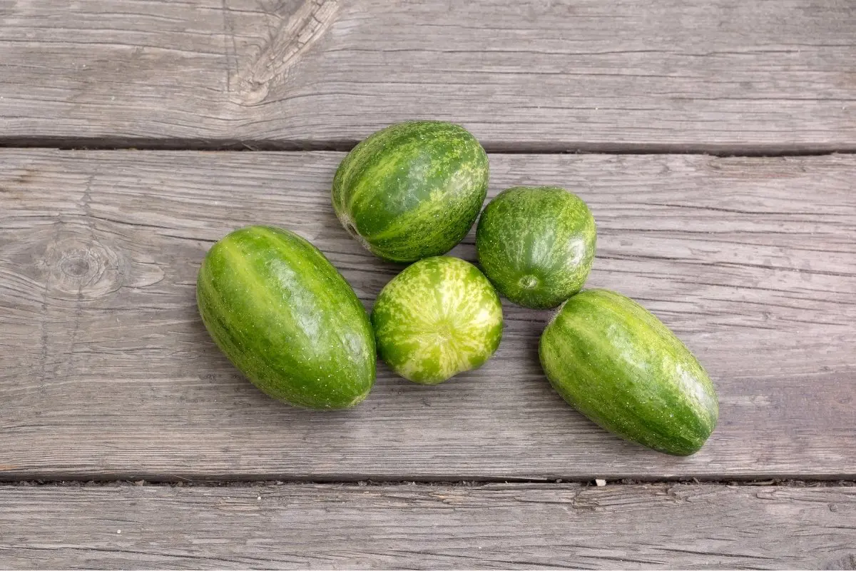 round cucumber