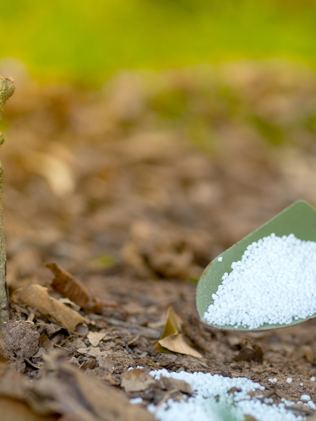 A Guide To Adding Nitrogen Supplements To Plants