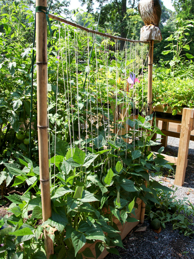 A Guide To Green Bean Trellis