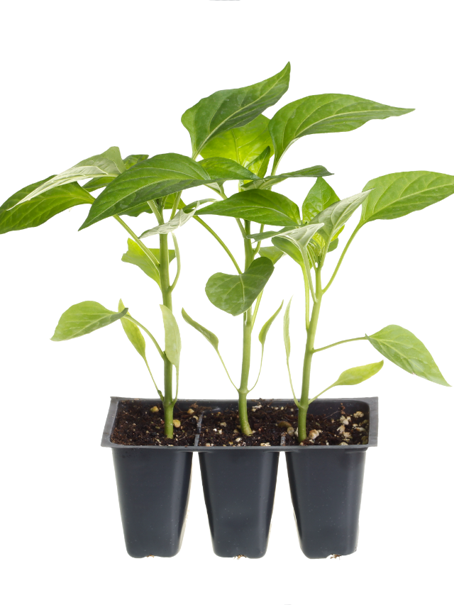A Guide To Growing Bell Peppers In Pots