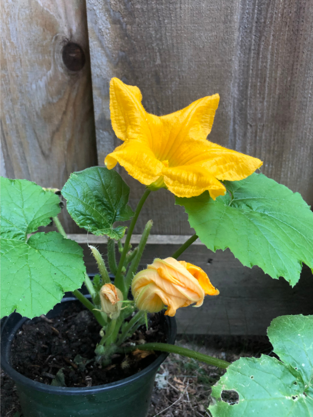 a-guide-to-growing-squash-in-a-pot-grower-today