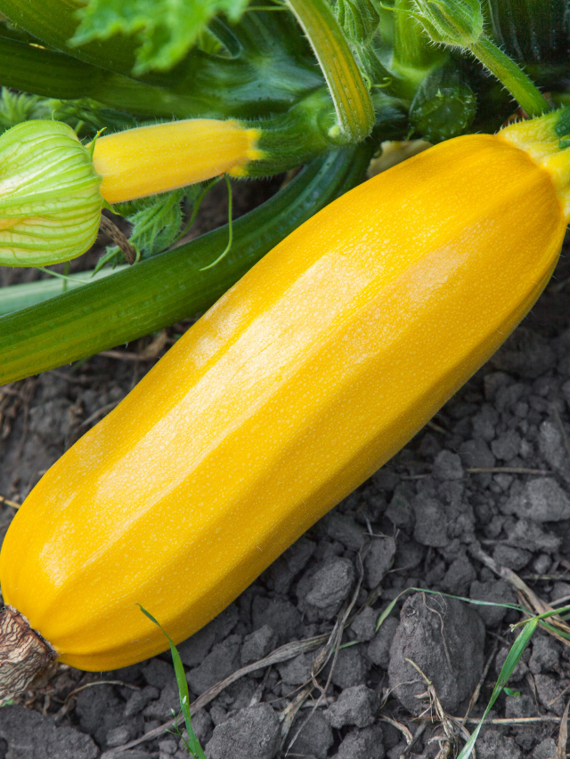 A Guide To The Different Climbing Zucchini Types
