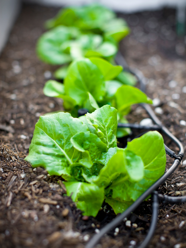 A Guide To Using Drip Rings In Hydroponics