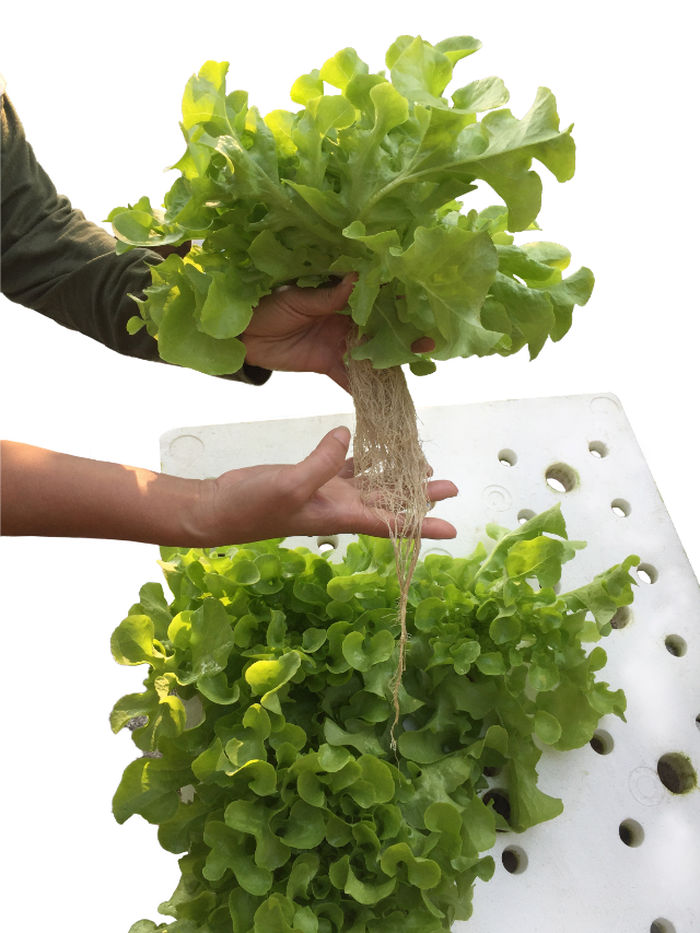 A Recipe For Making Aeroponics Nutrient Solution