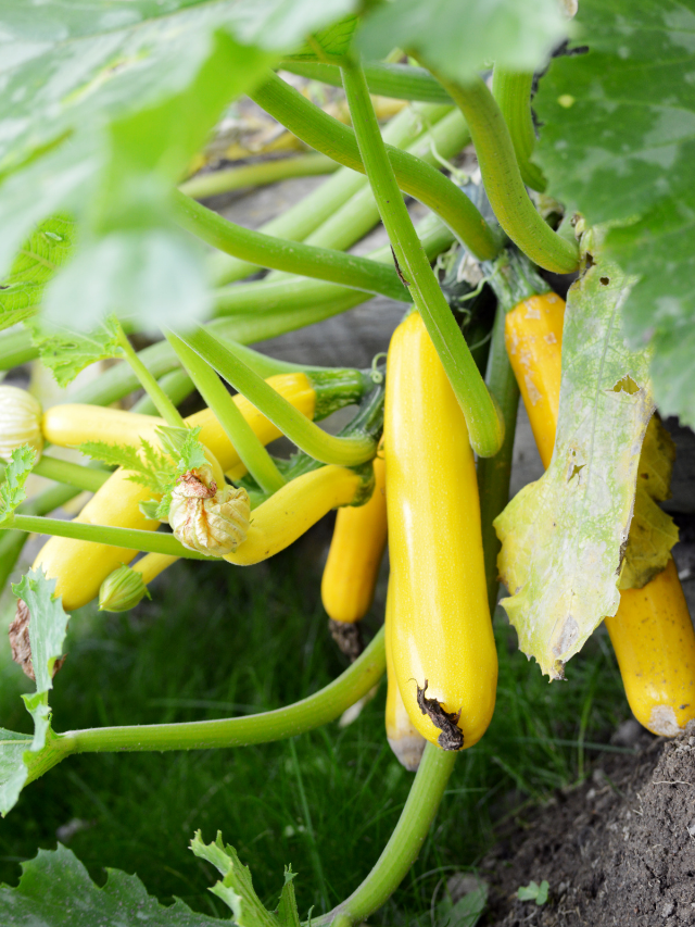 A Simple Way To Grow Your Own Yellow Squash