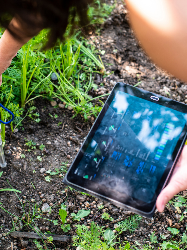 A Step By Step Guide On Lowering Soil PH With Vinegar