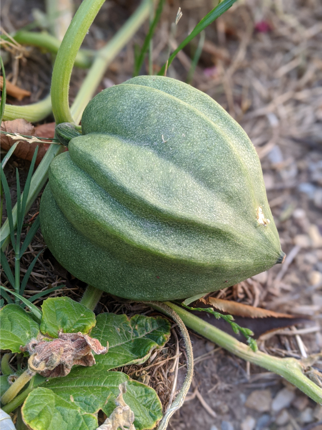 A Step By Step On How To Grow Acorn Squash