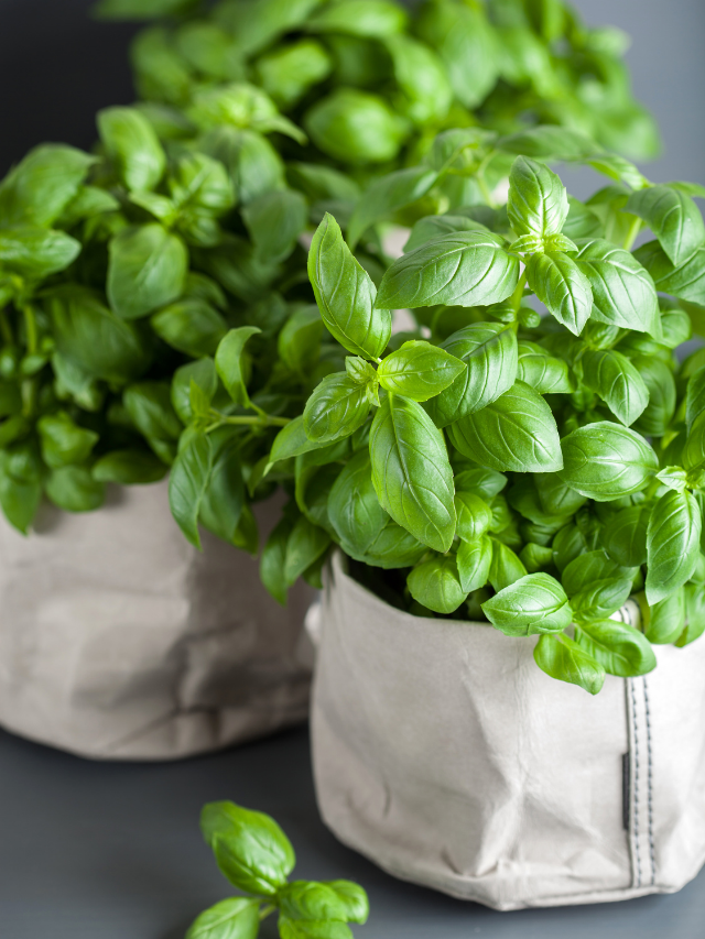 All You Need To Know About Basil Companion Plants