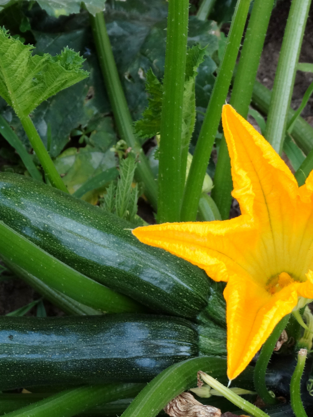 All You Need To Know About Black Beauty Zucchini
