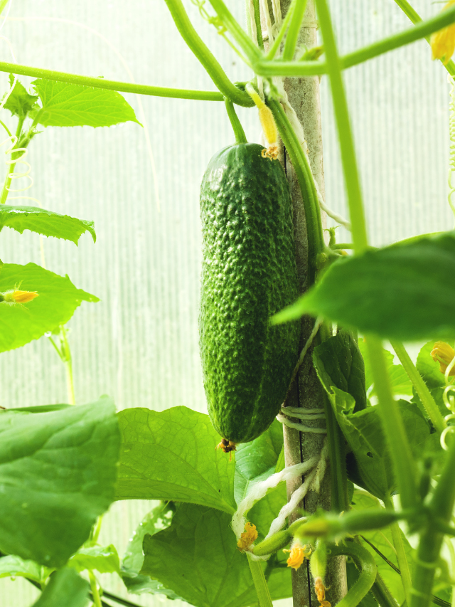 All You Need To Know About Bush Cucumber