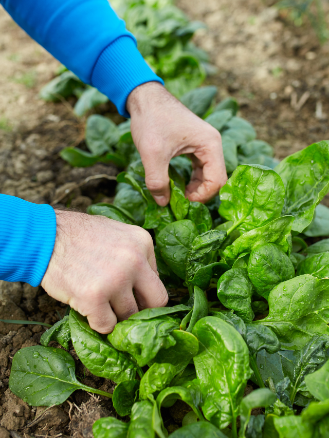 All You Need To Know About Harvesting Spinach