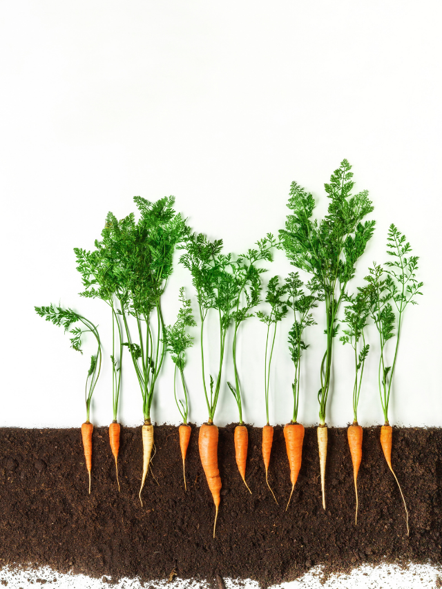 All You Need To Know About Planting Carrots In The Fall
