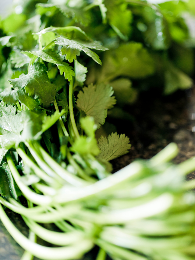Are Cilantro Stems Useable?