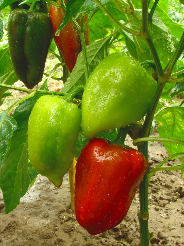 Do I Need A Cage For My Pepper Plants