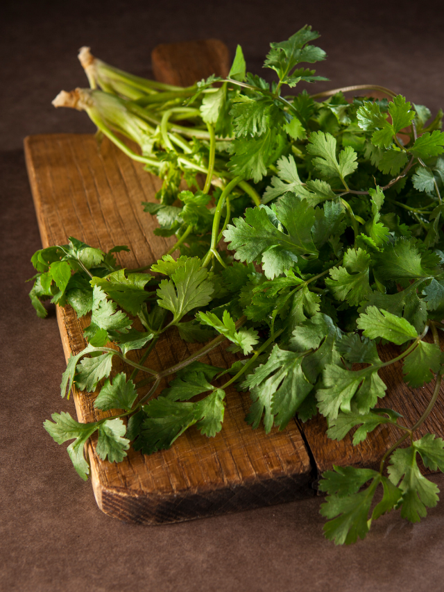 Does Cilantro Need A Lot Of Sunlight?