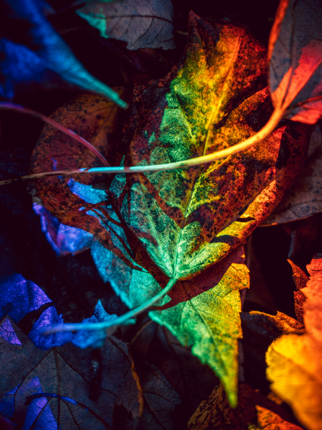 Action Spectrum Explained