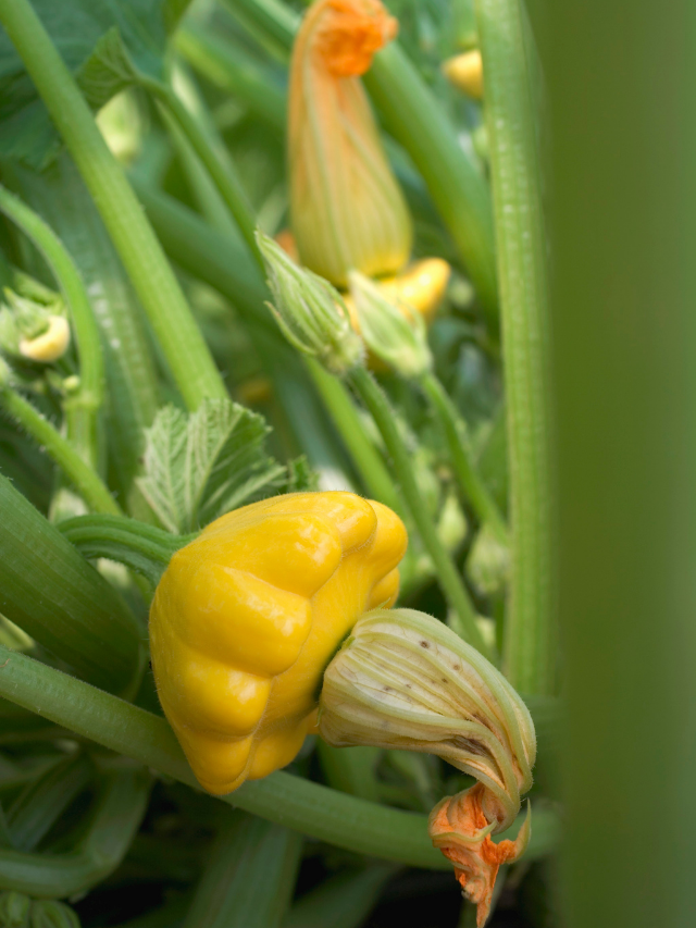 Grow Time For Squash