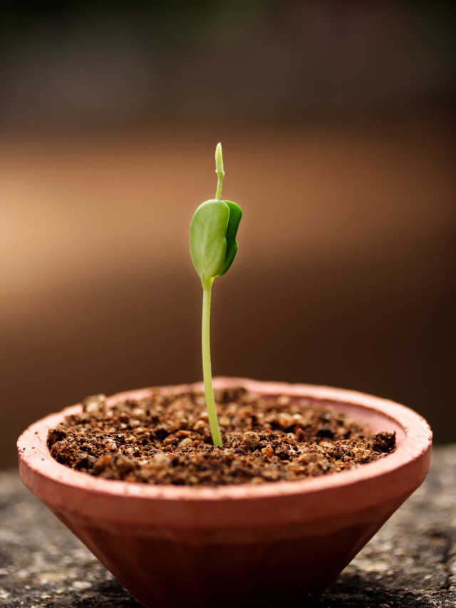 Growing Pole Beans In Pots - A How To Guide