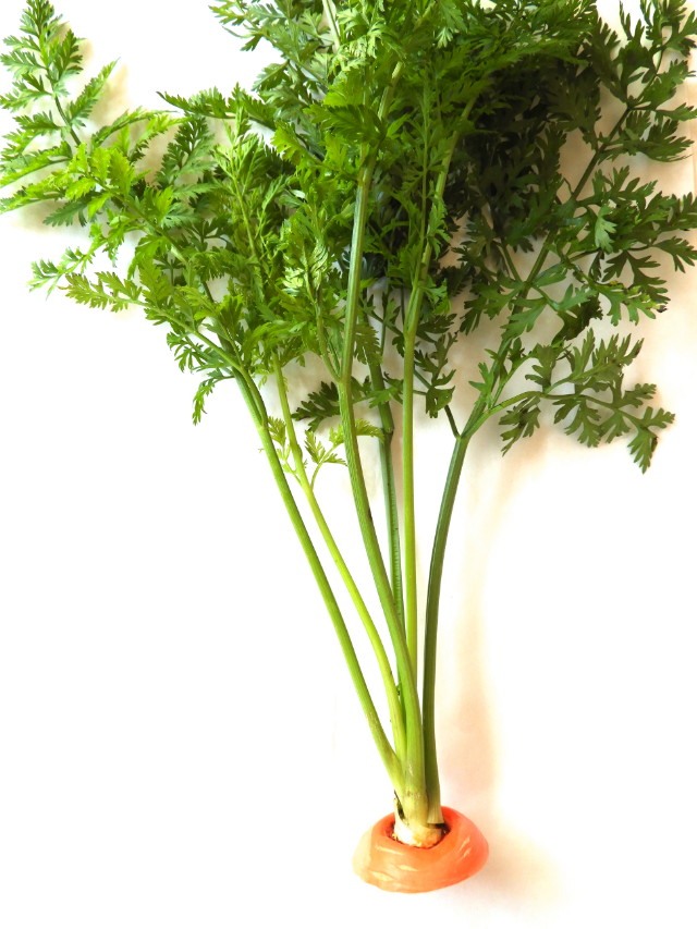 Have You Ever Seen A Carrot Plant? This Is What They Look Like
