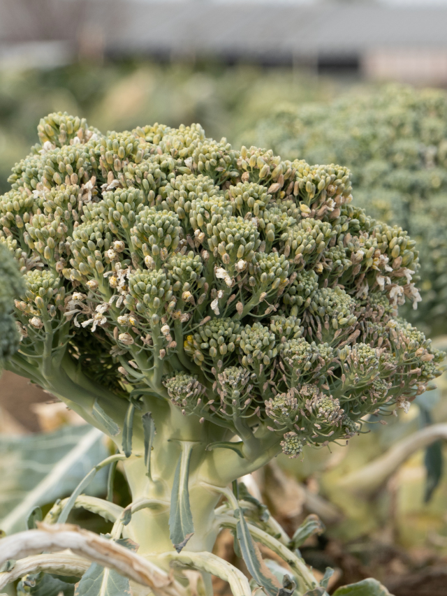 How Do Broccoli Seeds Look?