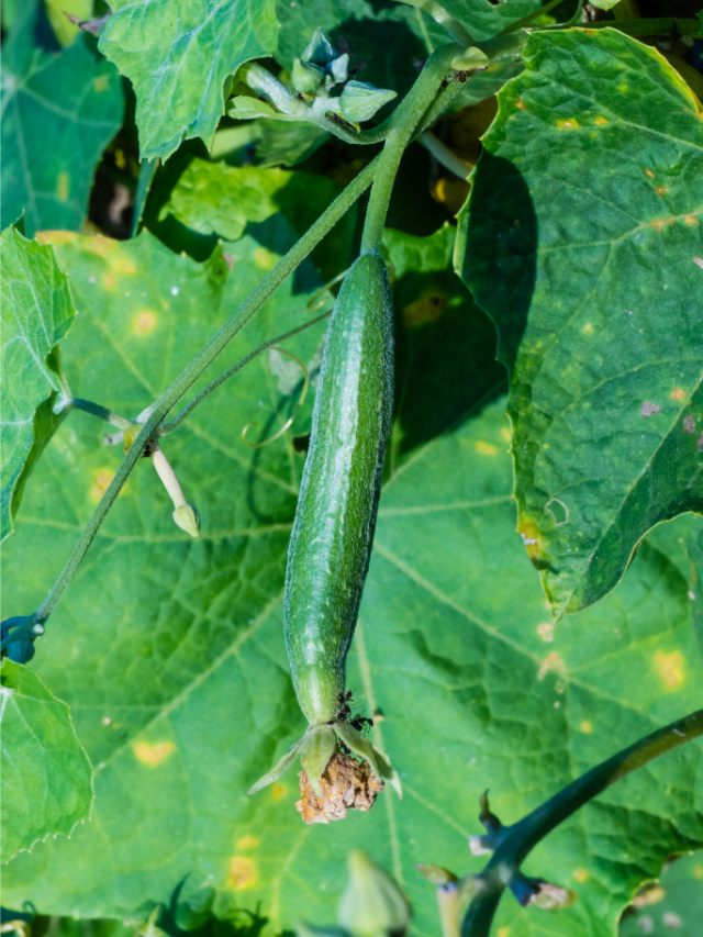 How Does Zucchini Grow?