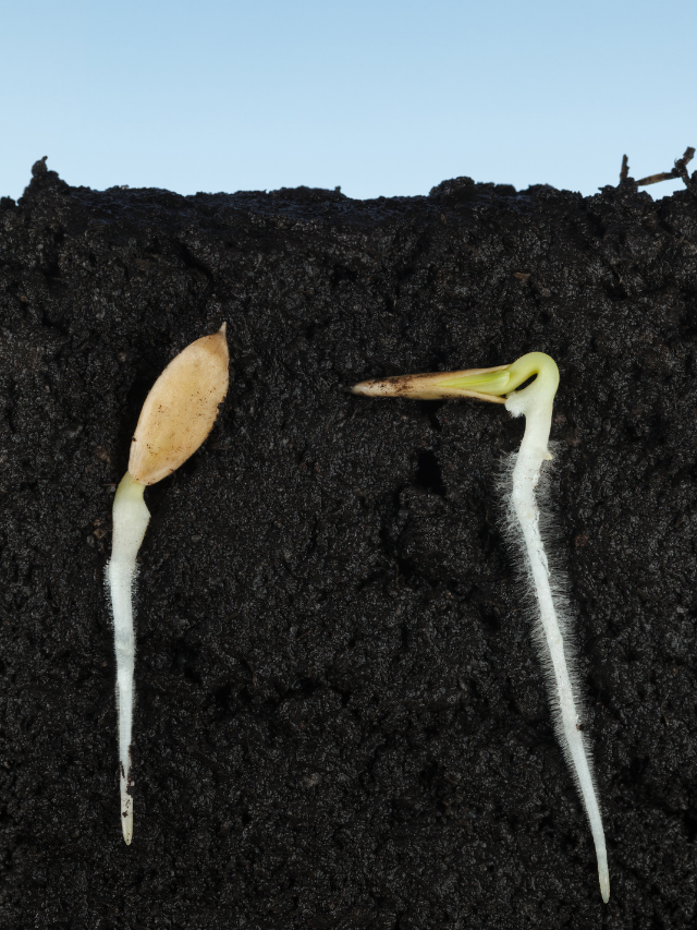 How Far Do Cucumber Roots Grow Down In The Soil?