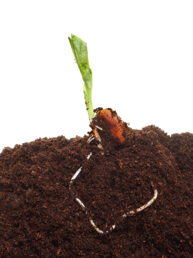 How Long To Germinate Your Carrot Seeds