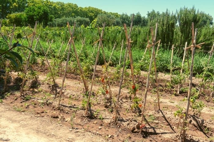 How To Build Teepee Trellis